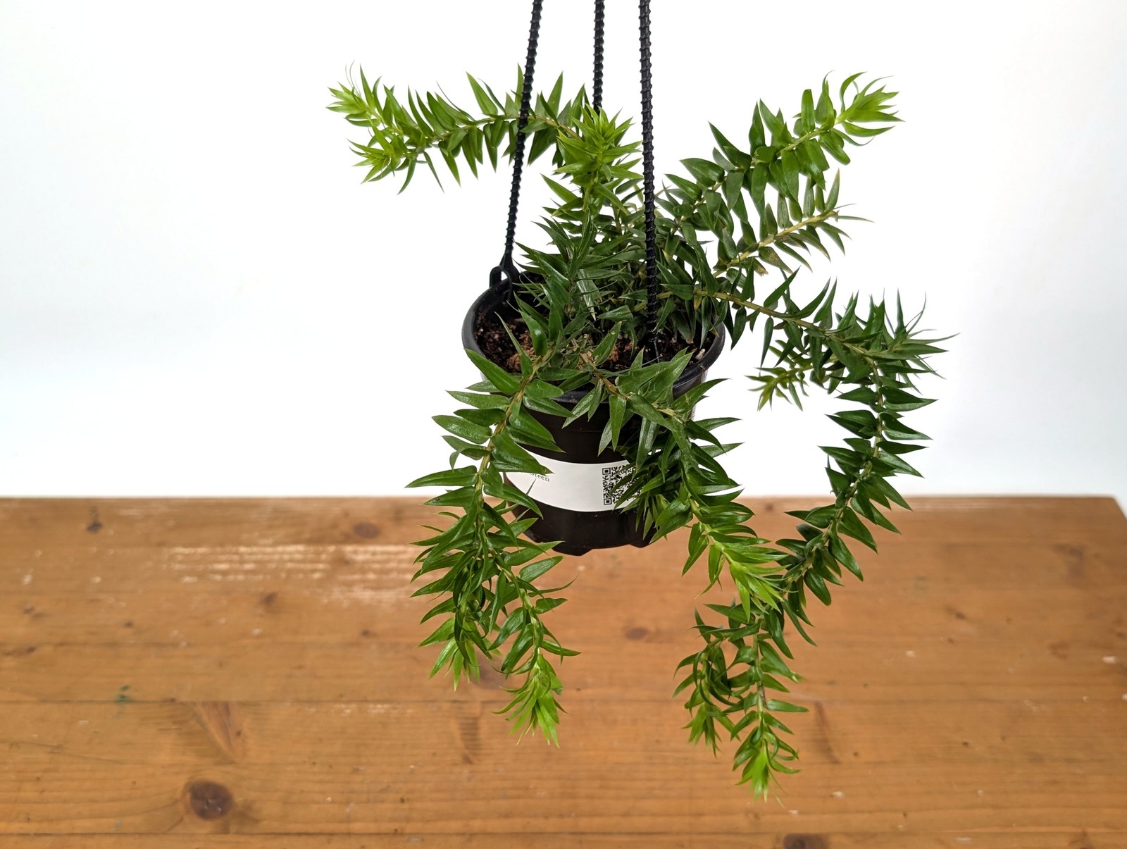 Huperzia Goebelii Green