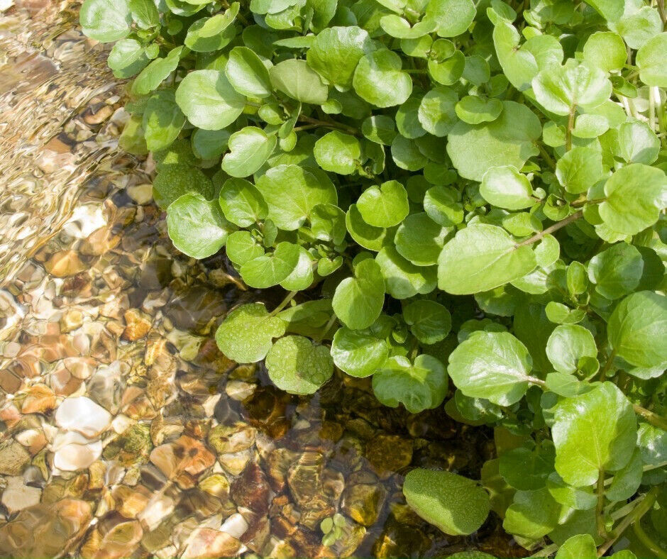 WATERCRESS CRESS SEEDS, HẠT XÀ LÁCH XOONG | NON-GMO | NEW SEEDS |