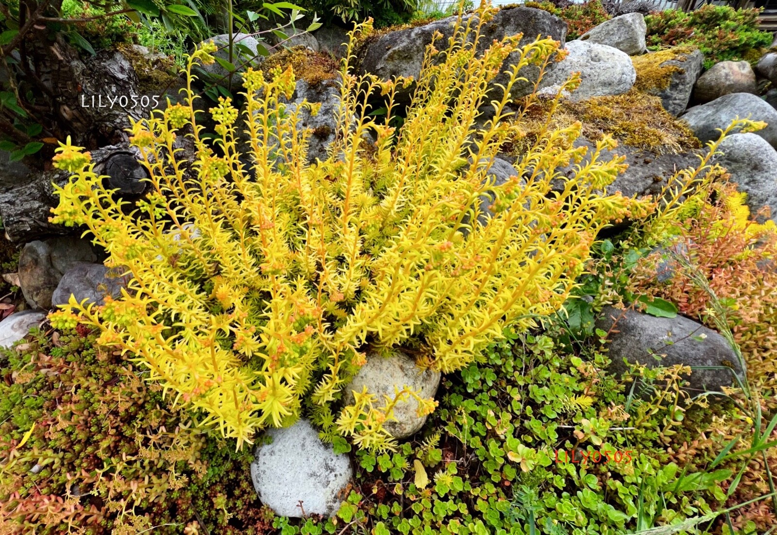 30 Sedum “Angelina Stonecrop Ground Cover Plants Cuttings Free Shipping