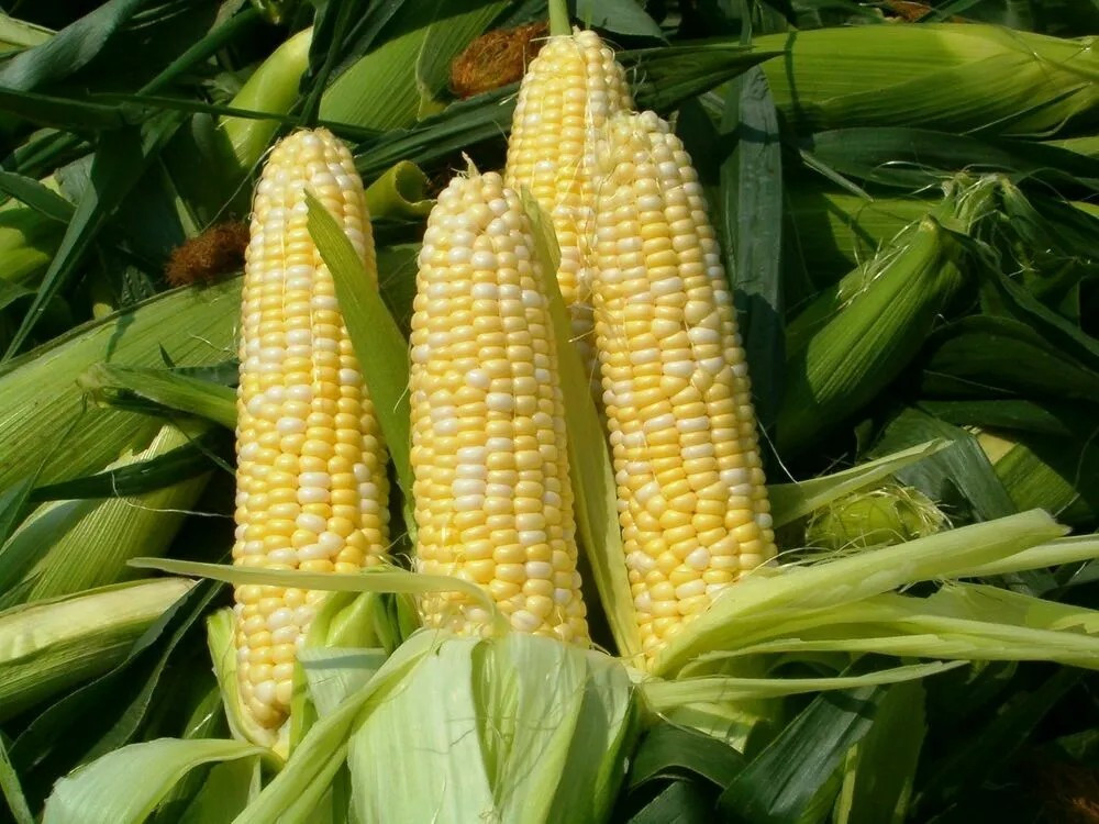 30 Peaches & Cream Corn Seeds – Sweet — Organic — NON GMO ————– FRESH