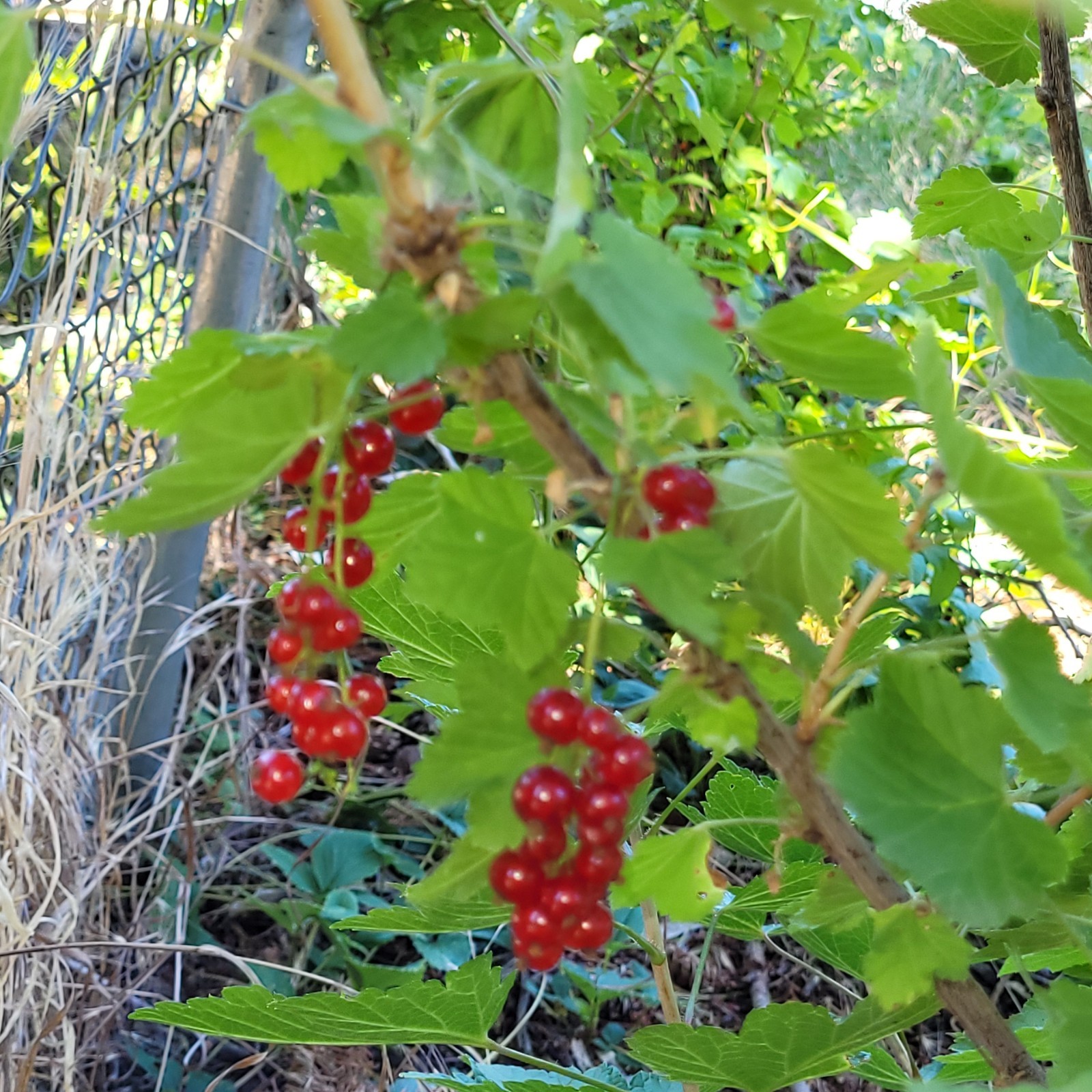 2 Pink 2 Black 2 Red Currant Fresh Cuttings Unrooted 6″-9″ Zones 3-8 Hardy