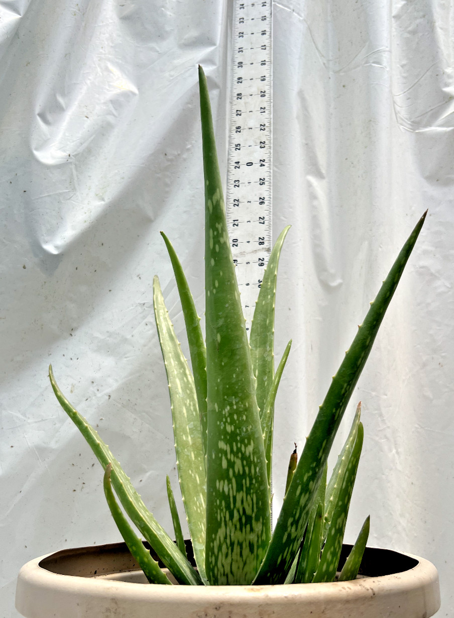 Rosette Aloe Vera Plants – Greenhouse Grown – MANY SIZES – Healthy Medicinal