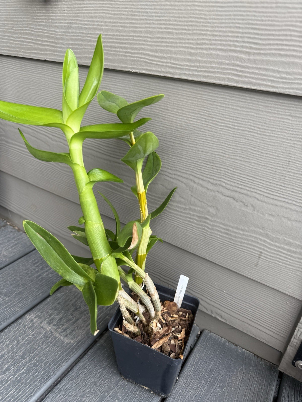 Dendrobium Discolor v. Broomfieldii Orchid Antelope Sect. Spathulata