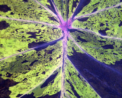 **MOJITO** Elephant Ear Colocasia Esculenta Starter Plant**USA Seller**