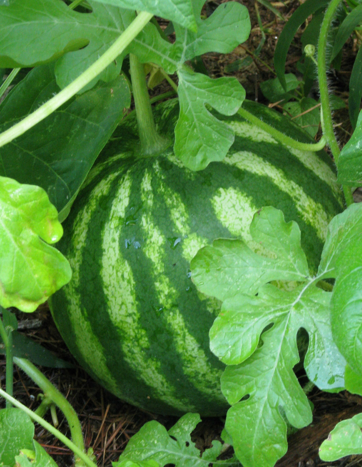 Sugar Baby Watermelon Seeds 30+ Fruit Melon Garden USA NON-GMO FREE SHIPPING