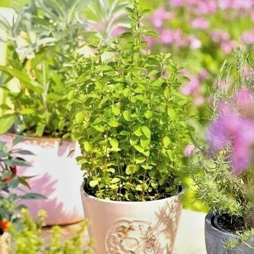 501+ITALIAN OREGANO Seed Organic Herb Patio Container Vegetable Garden Perennial