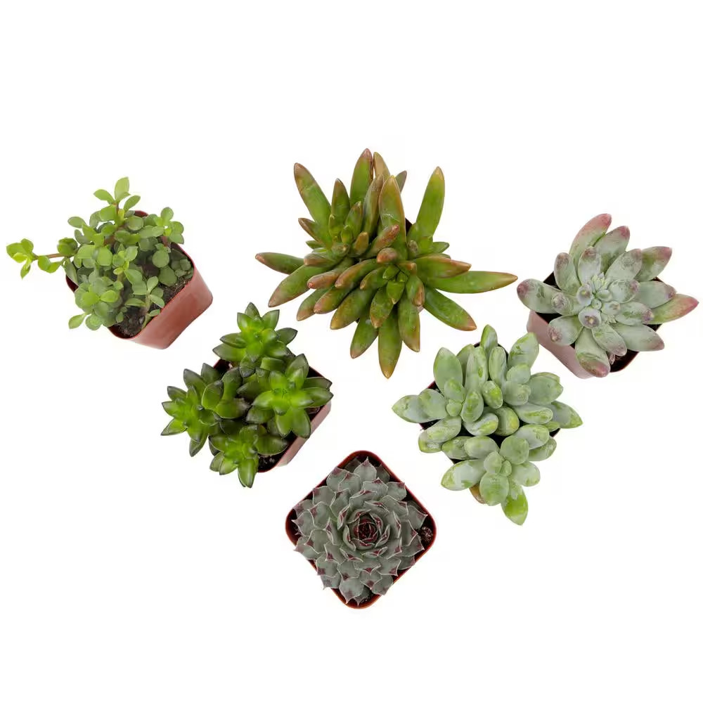 2IN Easy Care Live Succulent (6-Pack)