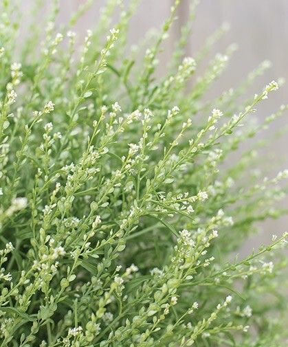 300+ Persian Cress seeds