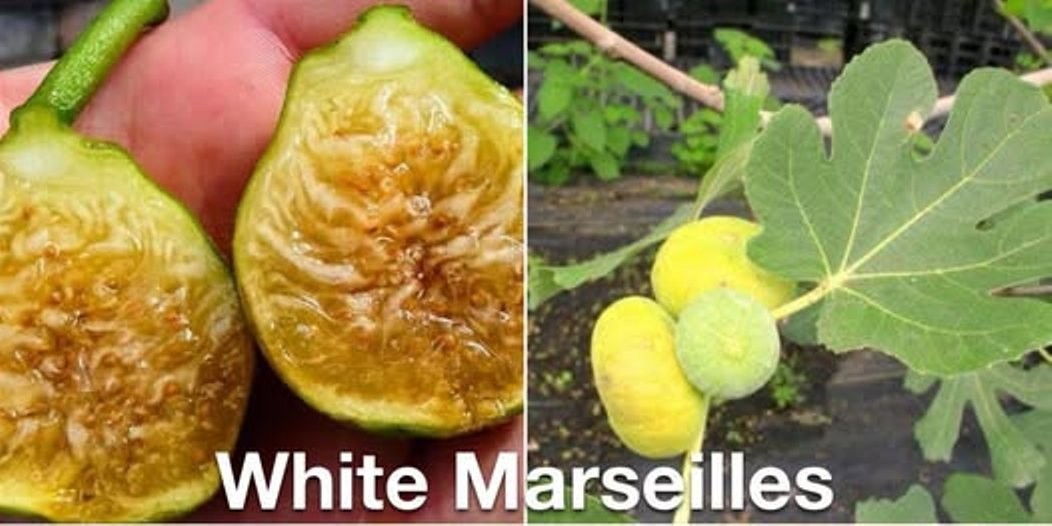 4 – Fig Tree Cuttings. CUT DAY THEY ARE SHIPPED. Choose Your Varieties.