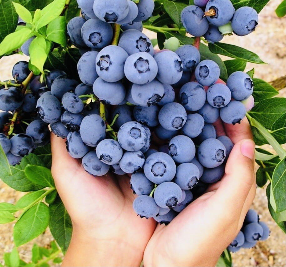 BLUEBERRY FRUIT SEEDS SWEET NON GMO FRESH HARVEST FREE SHIPPING