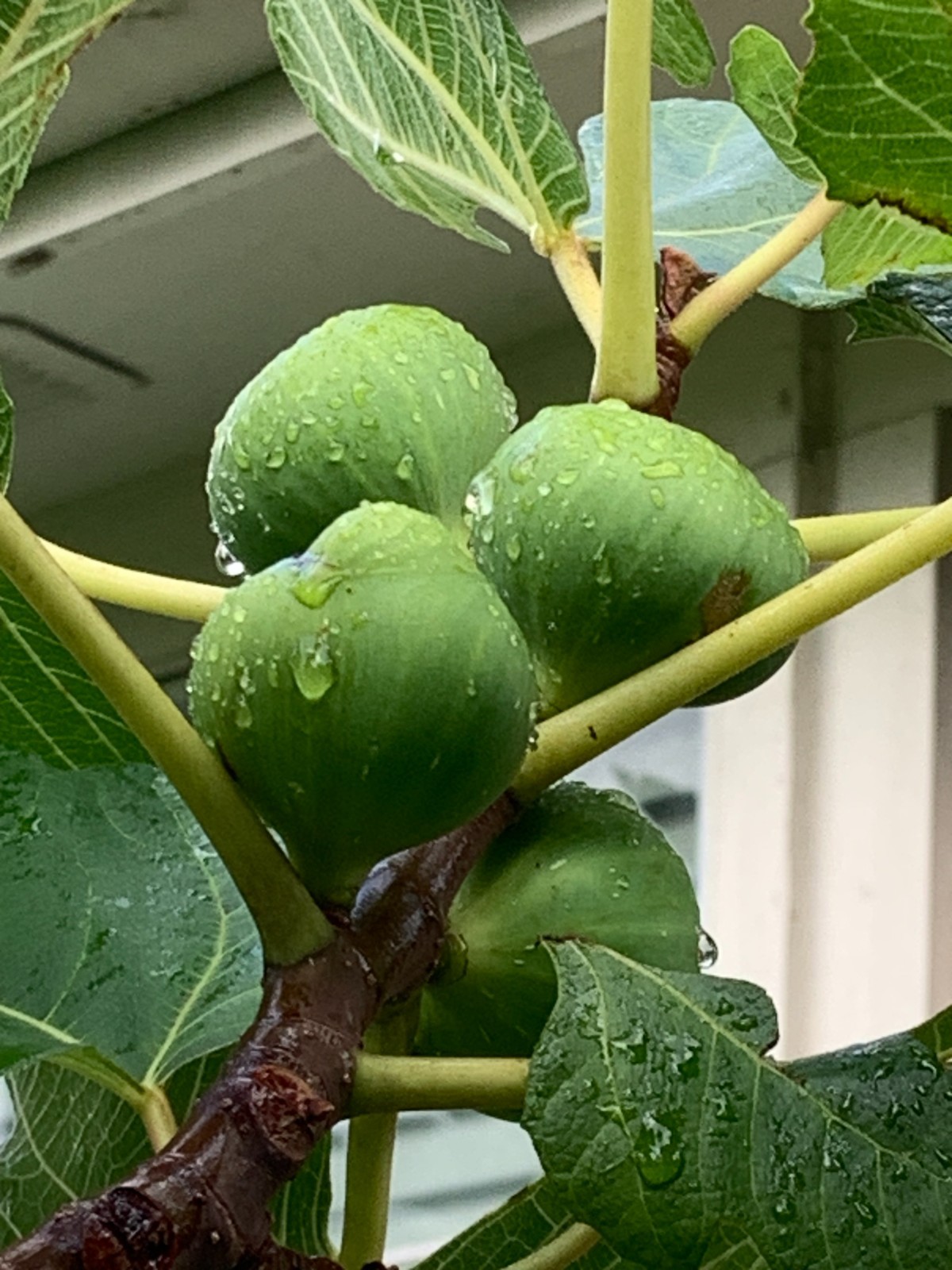 Golden Fig large jucy Honey-Like Flavor 10-15″ tall Healthy Organic