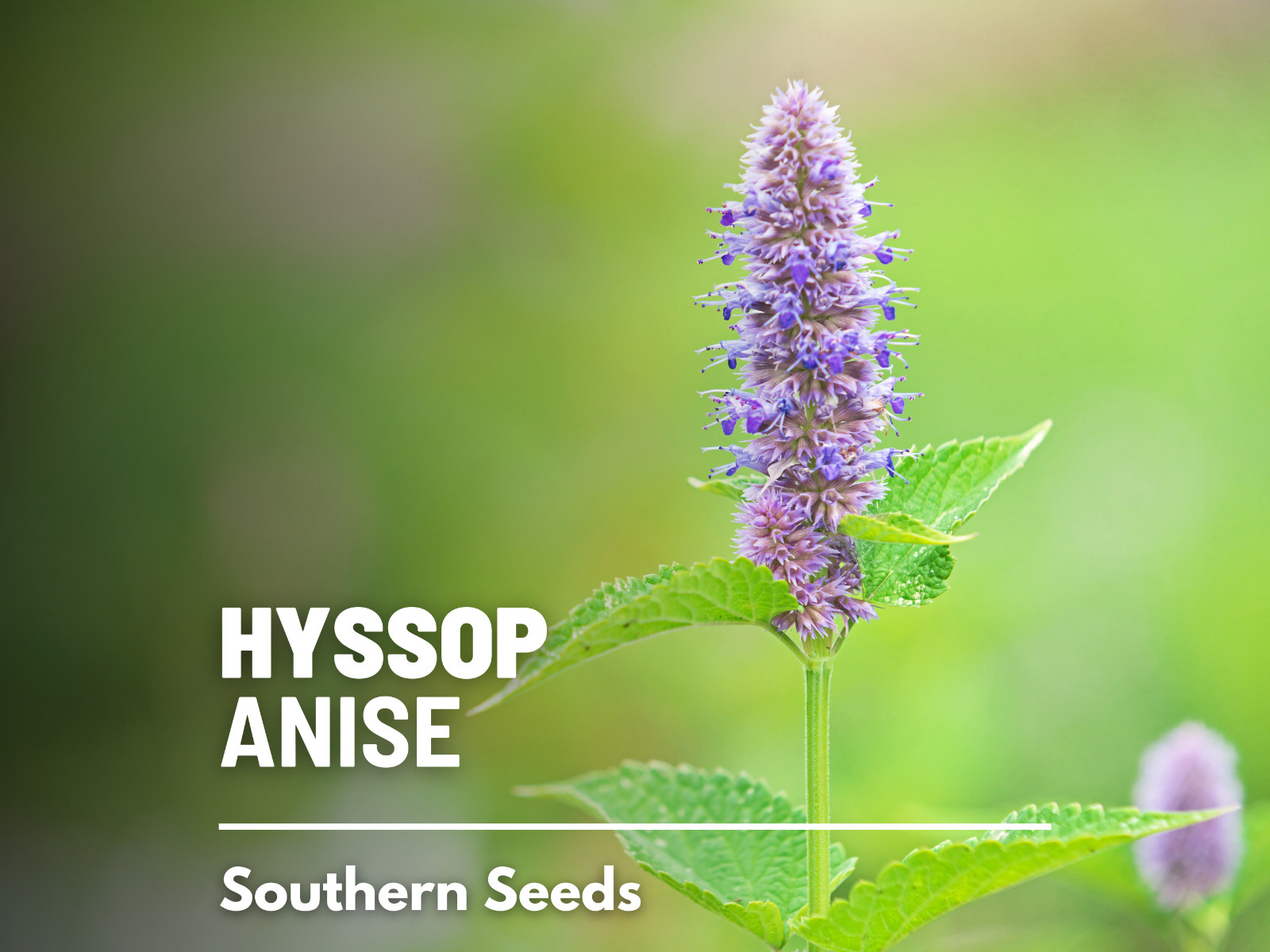 Hyssop, Anise – 200 Seeds – Culinary & Medicinal Herb – Agastache foeniculum
