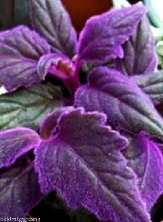 2 x Purple Passion velvet LIVE plants SMALL STARTER PLANT(Gynura Aurantiaca)