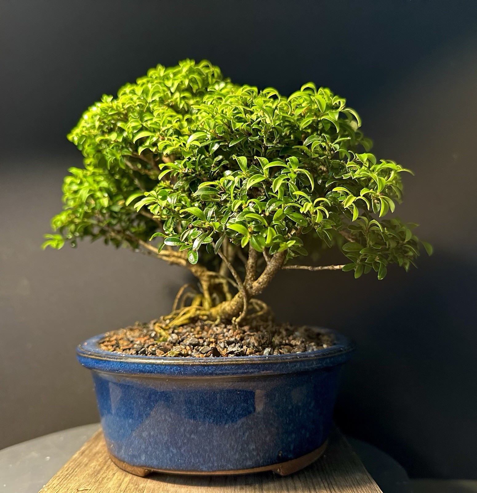 Bonsai Tree Kingsville Boxwood Forest Group 8” Tall Blue Glazed Japanese Pot