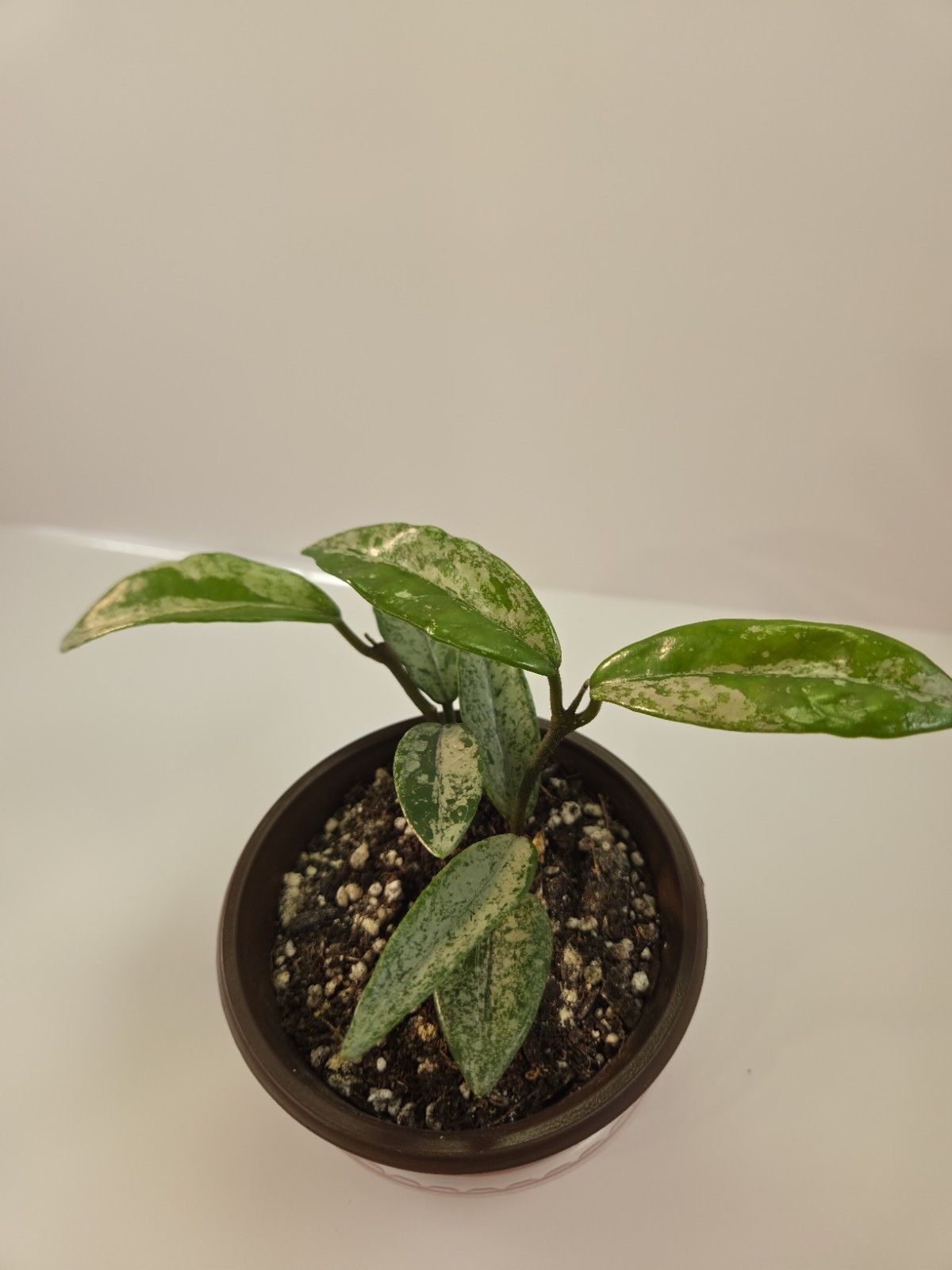 Hoya carnosa ‘Wilbur Graves’ (Russia)