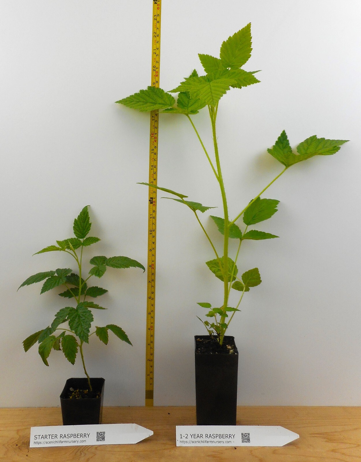 Double Gold Raspberry Plants