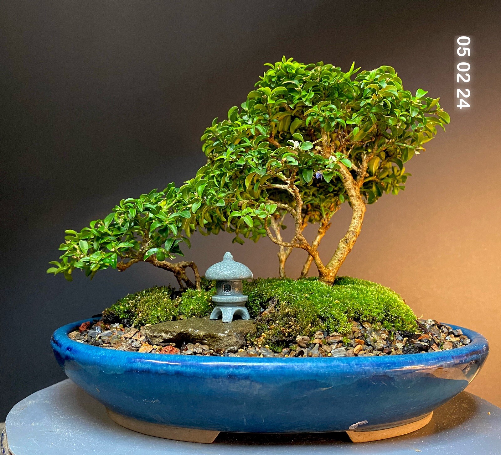 Bonsai Saikei Tree Forest Kingsville Boxwood 12 Years Old 8” Tall Japanese Pot