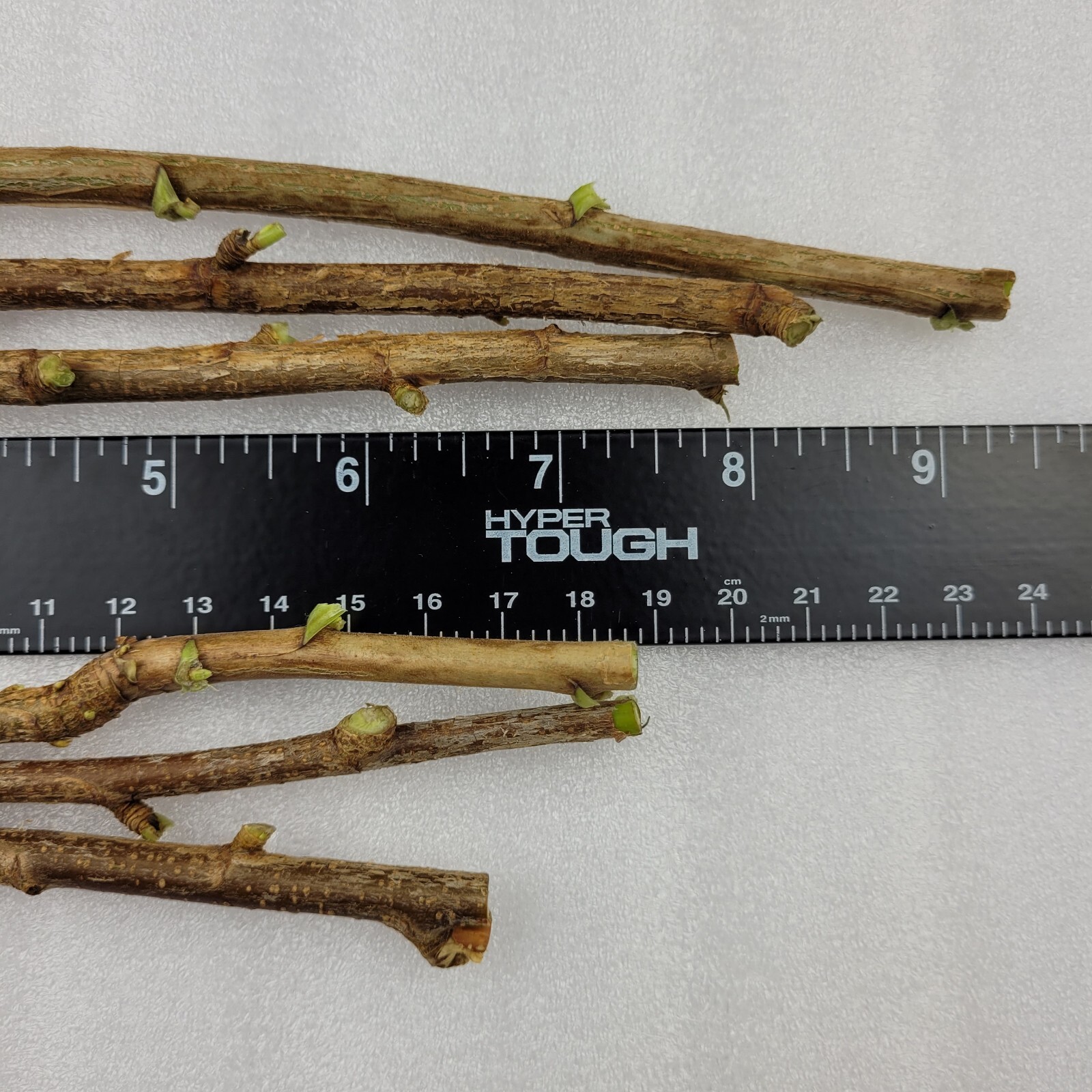 2 Pink 2 Black 2 Red Currant Fresh Cuttings Unrooted 6″-9″ Zones 3-8 Hardy