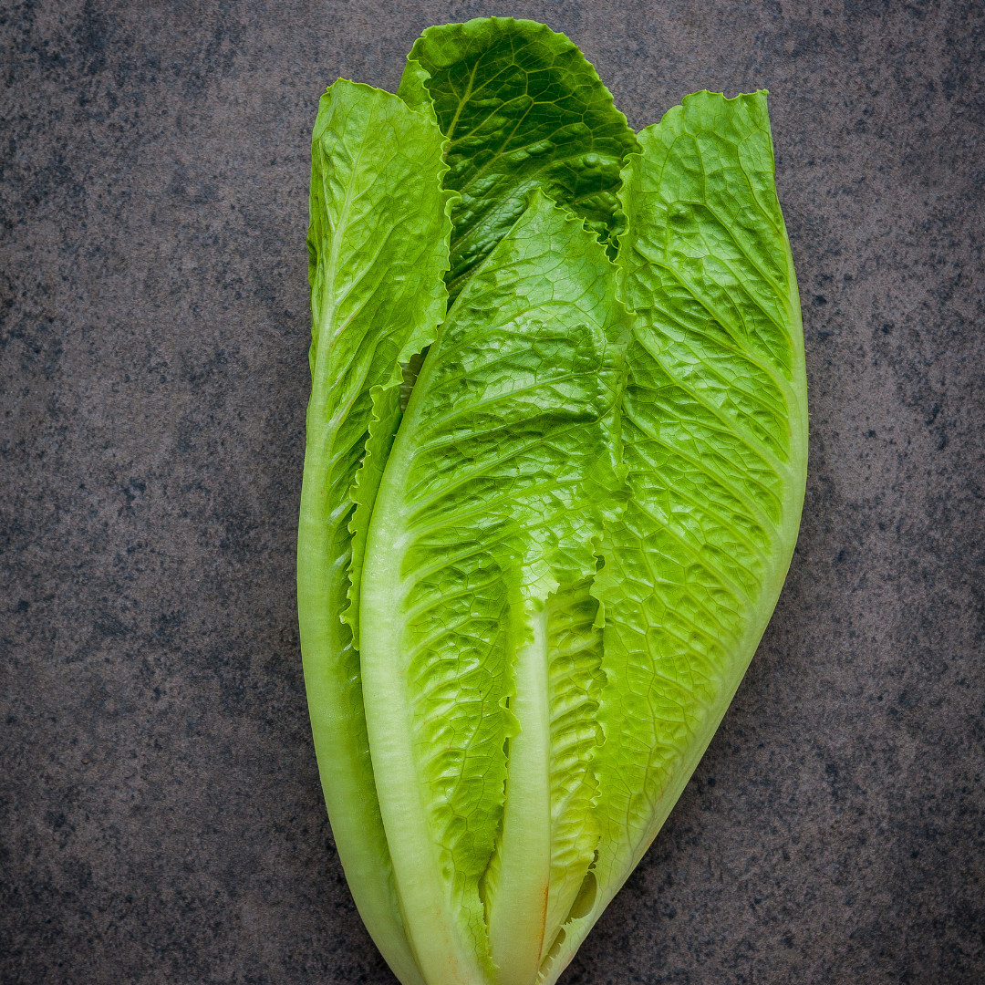 Fresh Crisp Giant Caesar Romaine Lettuce Seeds| Heirloom Non-GMO | Vegetables