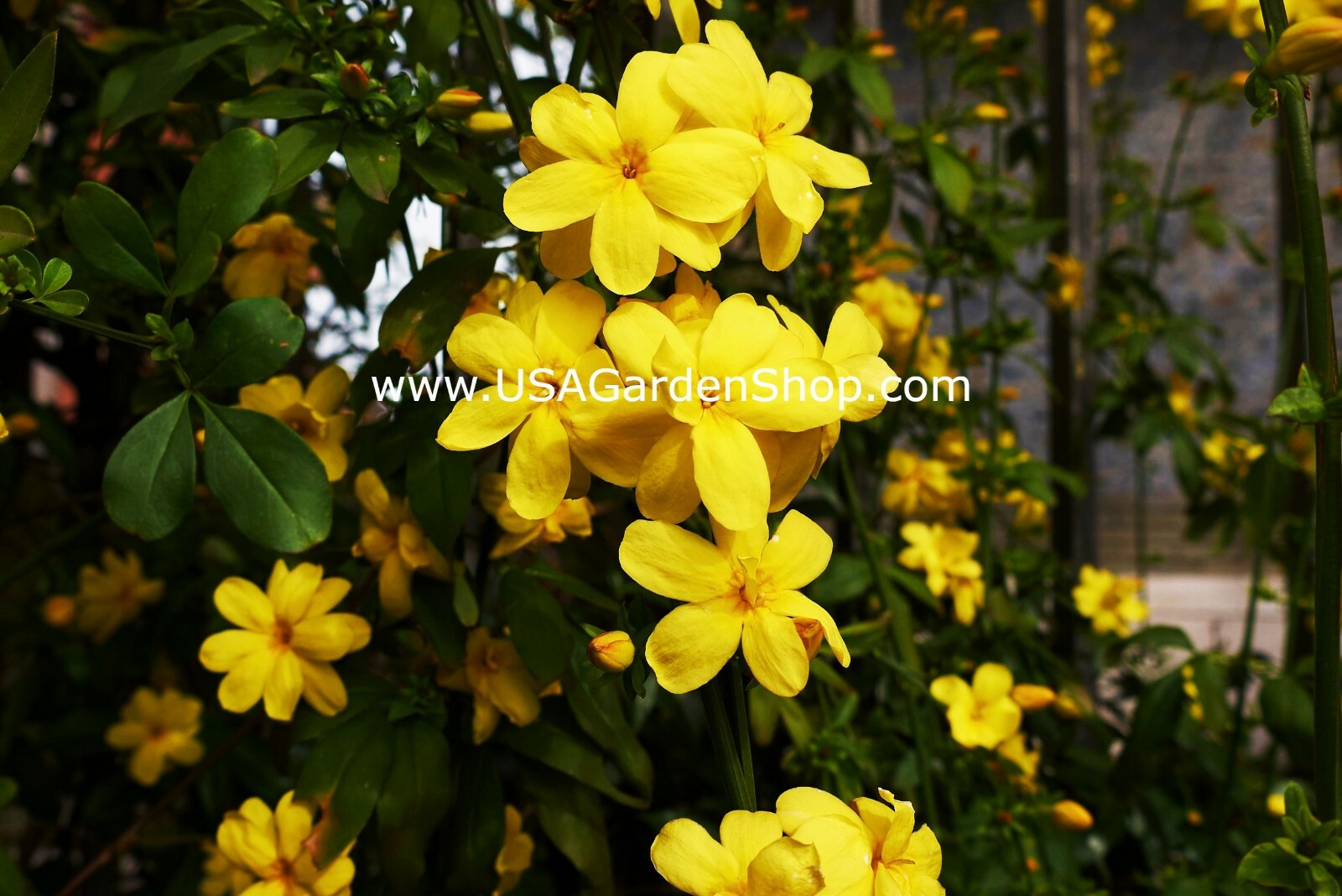 Jasminum mesnyi Sun Glo Hardy Yellow primrose Japanese Jasmine Mai Day 7cuttings