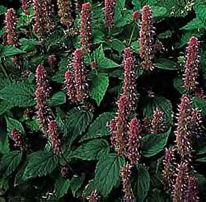 Anise Hyssop Agastache foeniculum 1,000 seeds