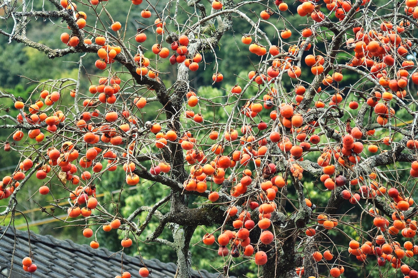 Japanese Persimmon Tree Seeds – For 2026 Planting Diospyros Kaki Fuyu Hachiya