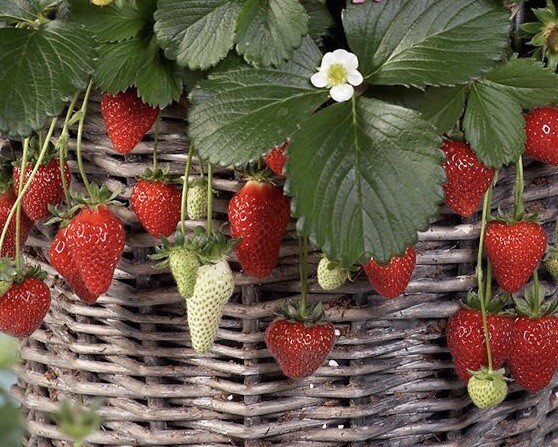 25++ Mixed strawberry seeds | Everbearing – Fragaria, Fruit seeds – USA