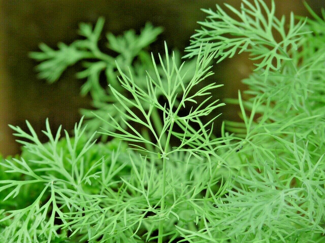 DILL 350 SEEDS SPRING INSECT REPELLENT HERB GARDEN SPICE NON-GMO HEIRLOOM USA