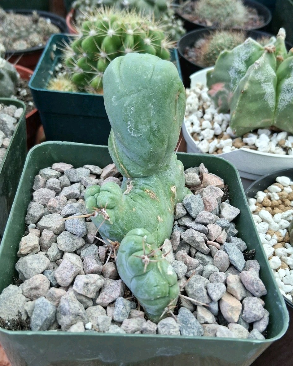 TBM Cactus CRESTED Plant Ships In A 4″ Pot Unique Species! Ornamental Cactus