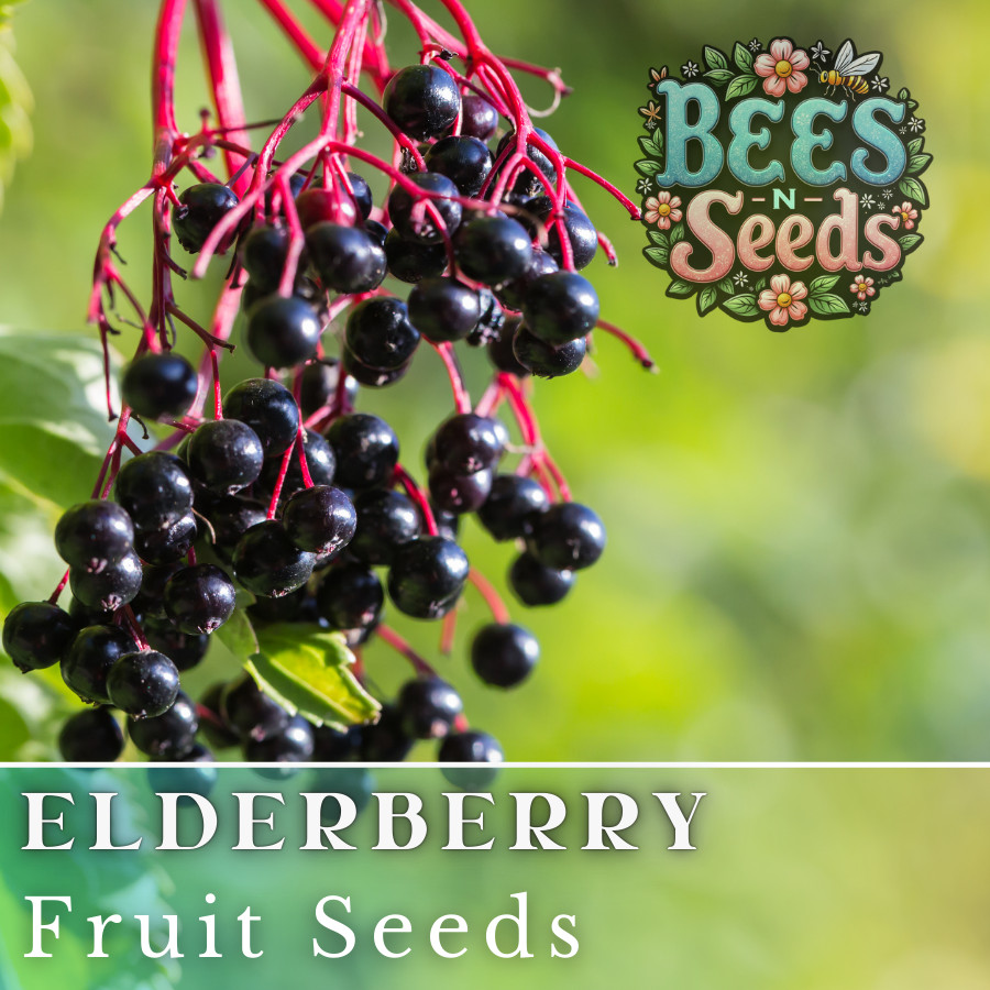 Verity Elderberry Seeds 175 or 450 Seeds Fruit Seeds, Non GMO, Berry Seeds