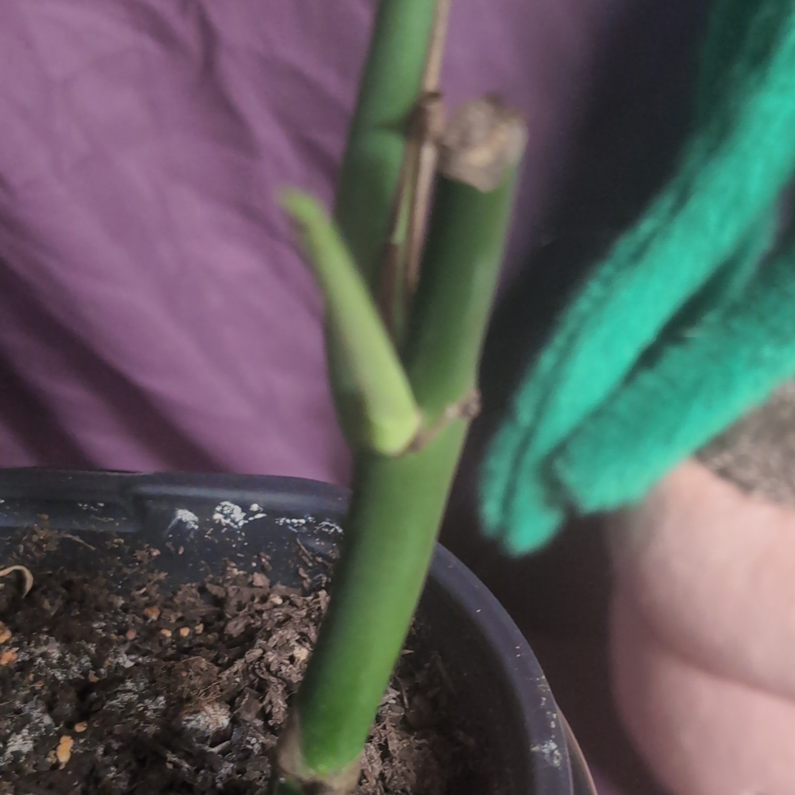 Rhaphidophora Decursiva Dragon Tail Potted Indoor Climbing Houseplant Tropical