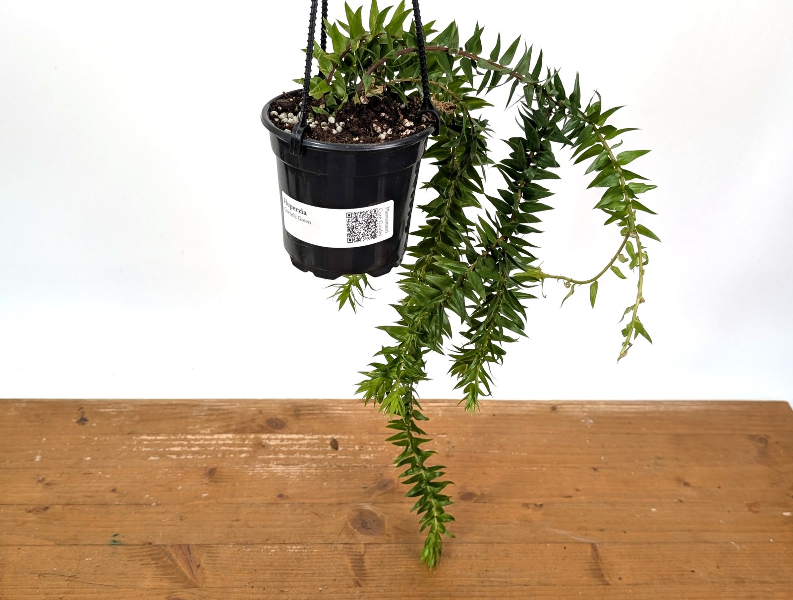 Huperzia Goebelii Green