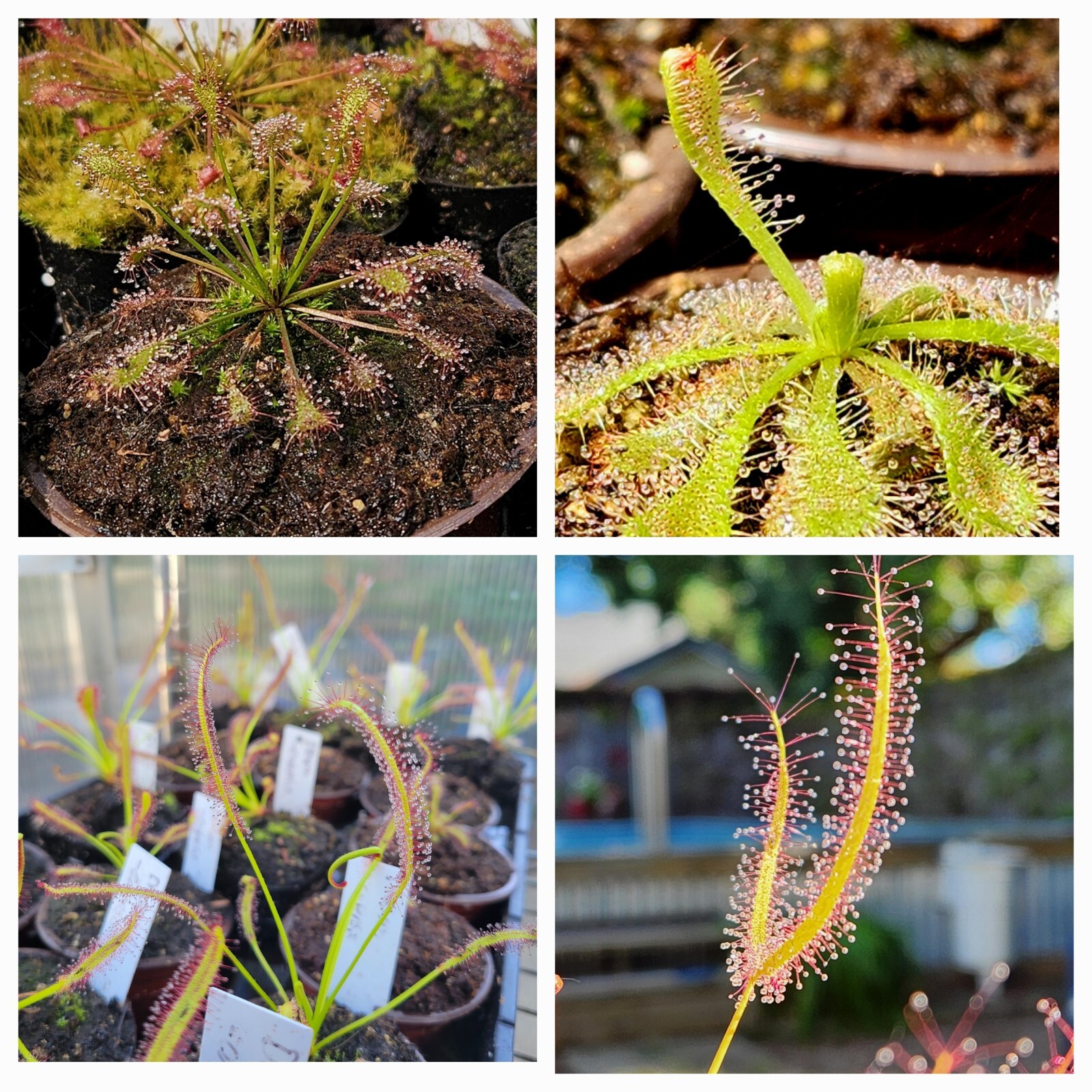 SUNDEW 4 PACK- (Capensis, Binita, Intermedia and, Spatula)