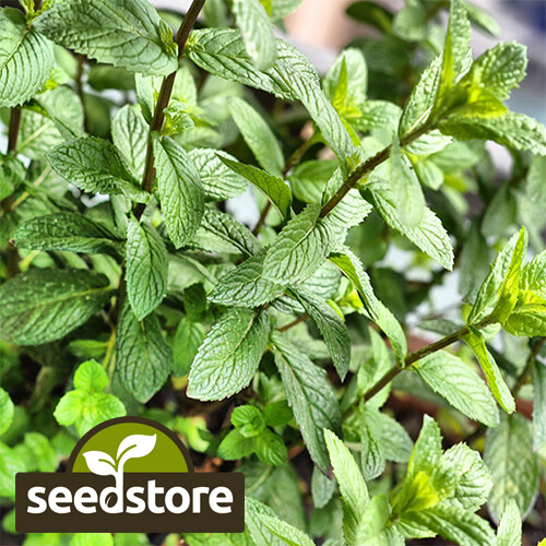 Peppermint Seeds | 500 Seeds | Heirloom – Non-GMO | Herb Seeds | Seed Store 1169