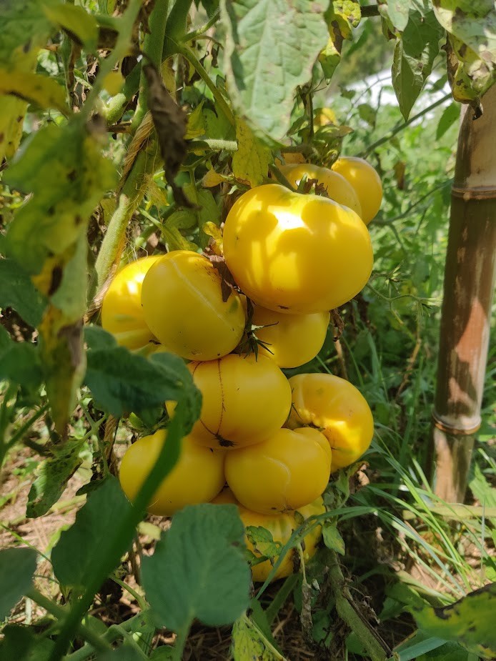 Lot of 6 Live Heirloom Tomato Plants -BIG RAINBOW- 6 to 8 inches, 60+ Days Old
