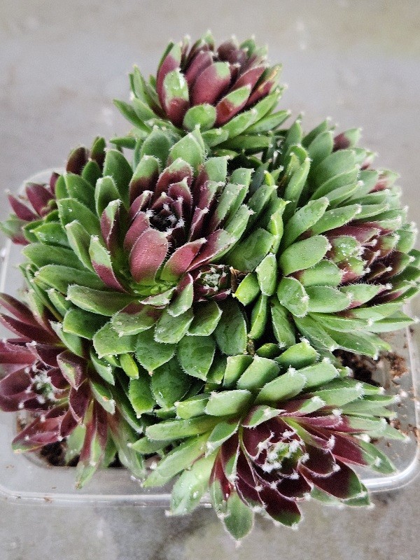 Quality 1 Sempervivum Succulent Red Color Cluster w Chicks Green Red 5″ Rooted