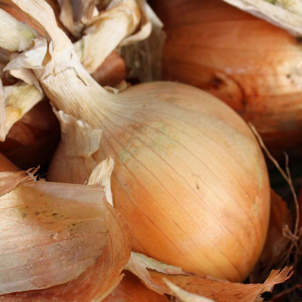 Texas Grano 502 Onion Seeds, NON-GMO, Early Grano, Variety Sizes, FREE SHIPPING