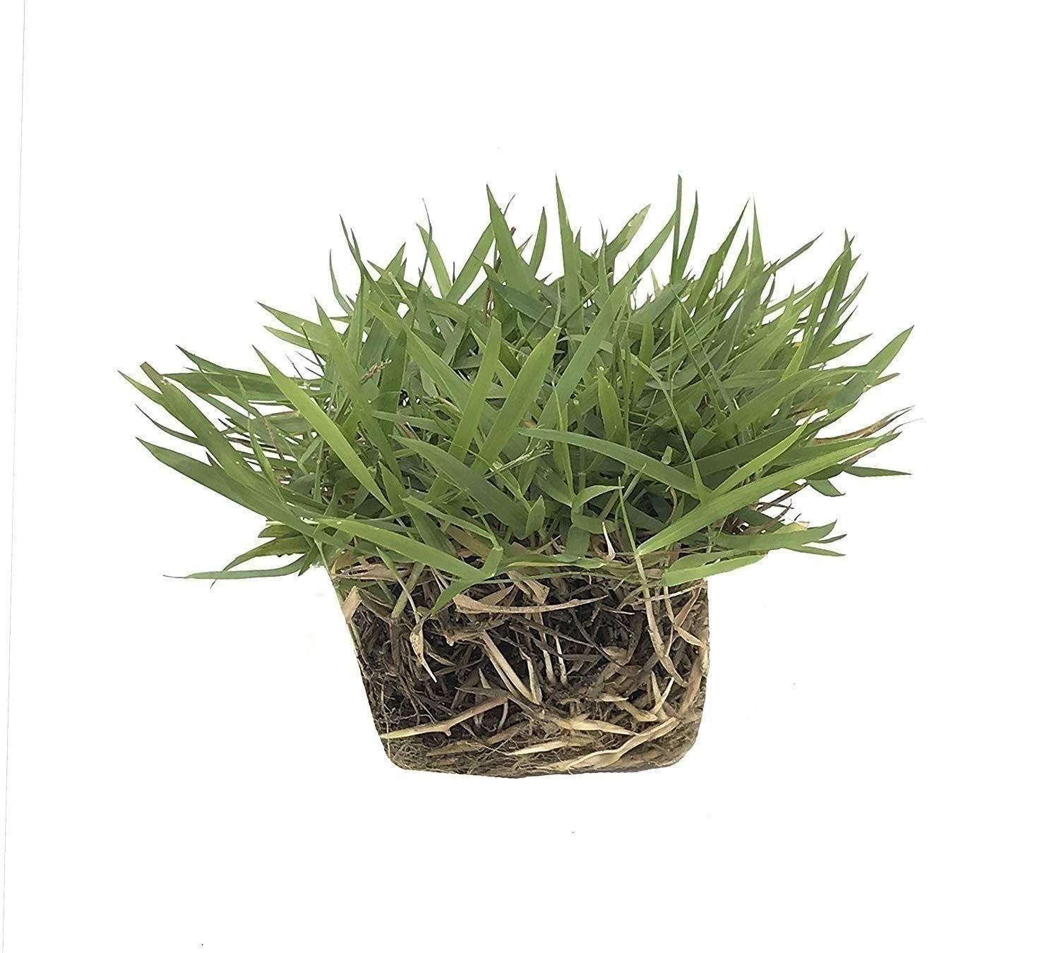 Zoysia | Sod Plugs | Zoysia japonica | Low Maintenance | Hardy | Landscape Plant