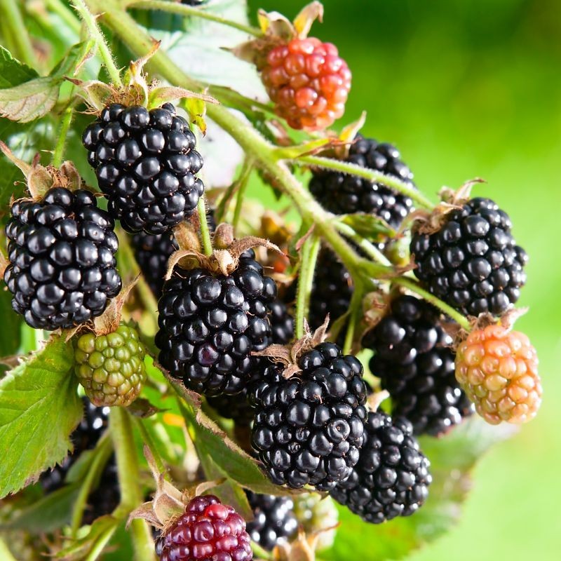 Sawtooth Blackberry Pack Of 5 Live Rooted