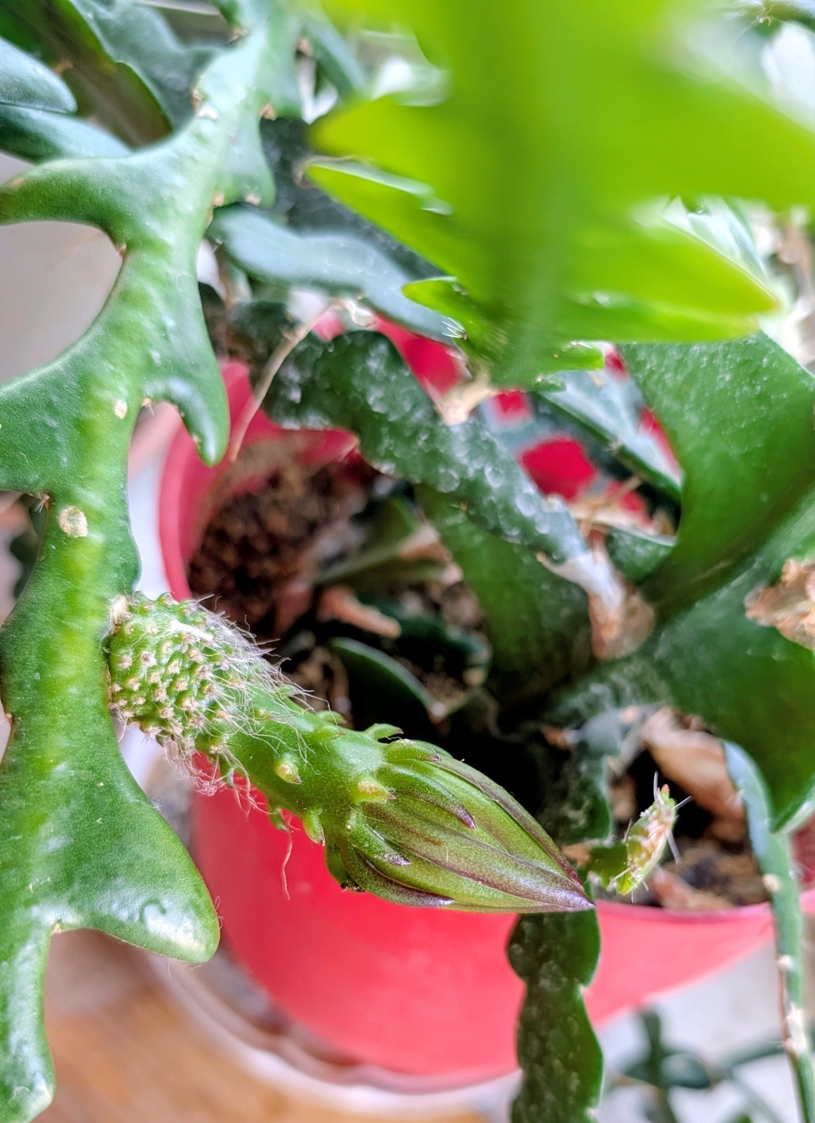 2 Ric Rac Zig Zag Fishbone Cactus 5″ Two Unrooted Cuttings 5 inches from Arizona