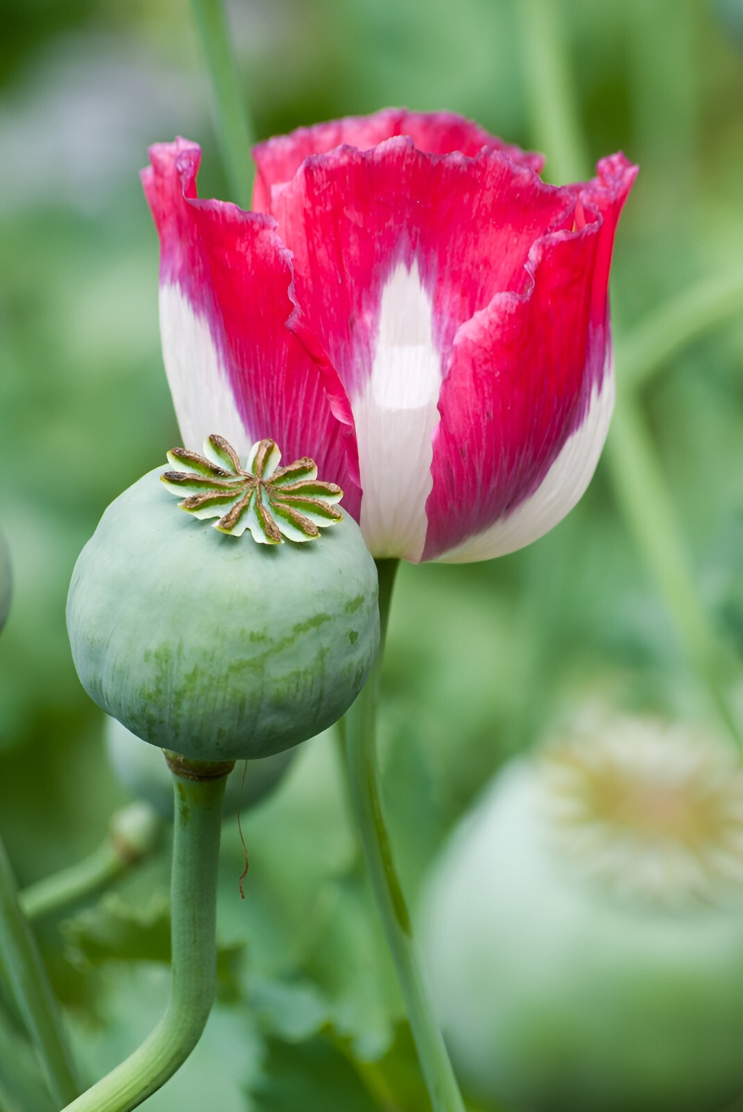 1,000 Amphora Poppy Seeds –P. Somniferum – Stunning Frilly White and Pink Petals