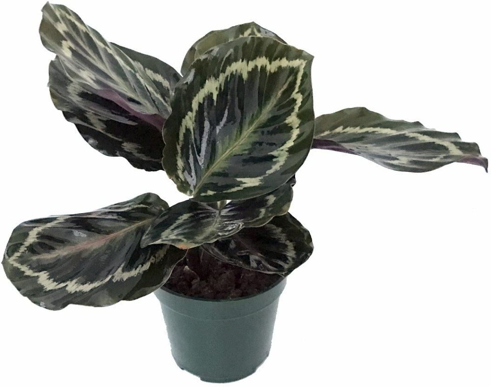 Calathea Veitchiana Prayer Medallion Very Easy To Grow Indoors Live Plant 4″ Pot