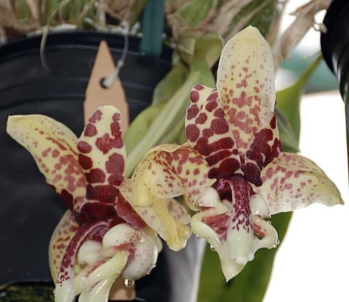 Stanhopea hernandezii Fragrant Mexican Orchid Species Seedling