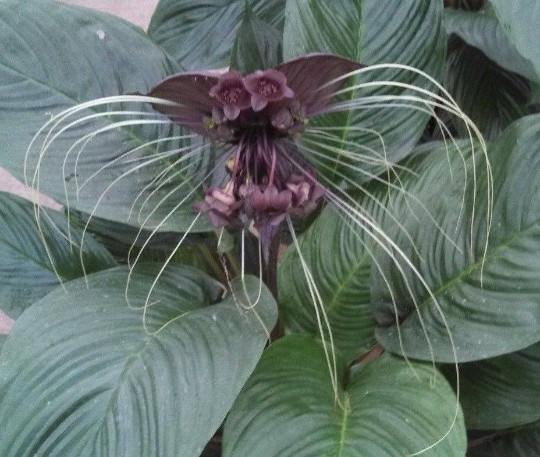 Black Bat Flower, Tacca chantrieri, Rooted Plant Shipped in 3″ Pot