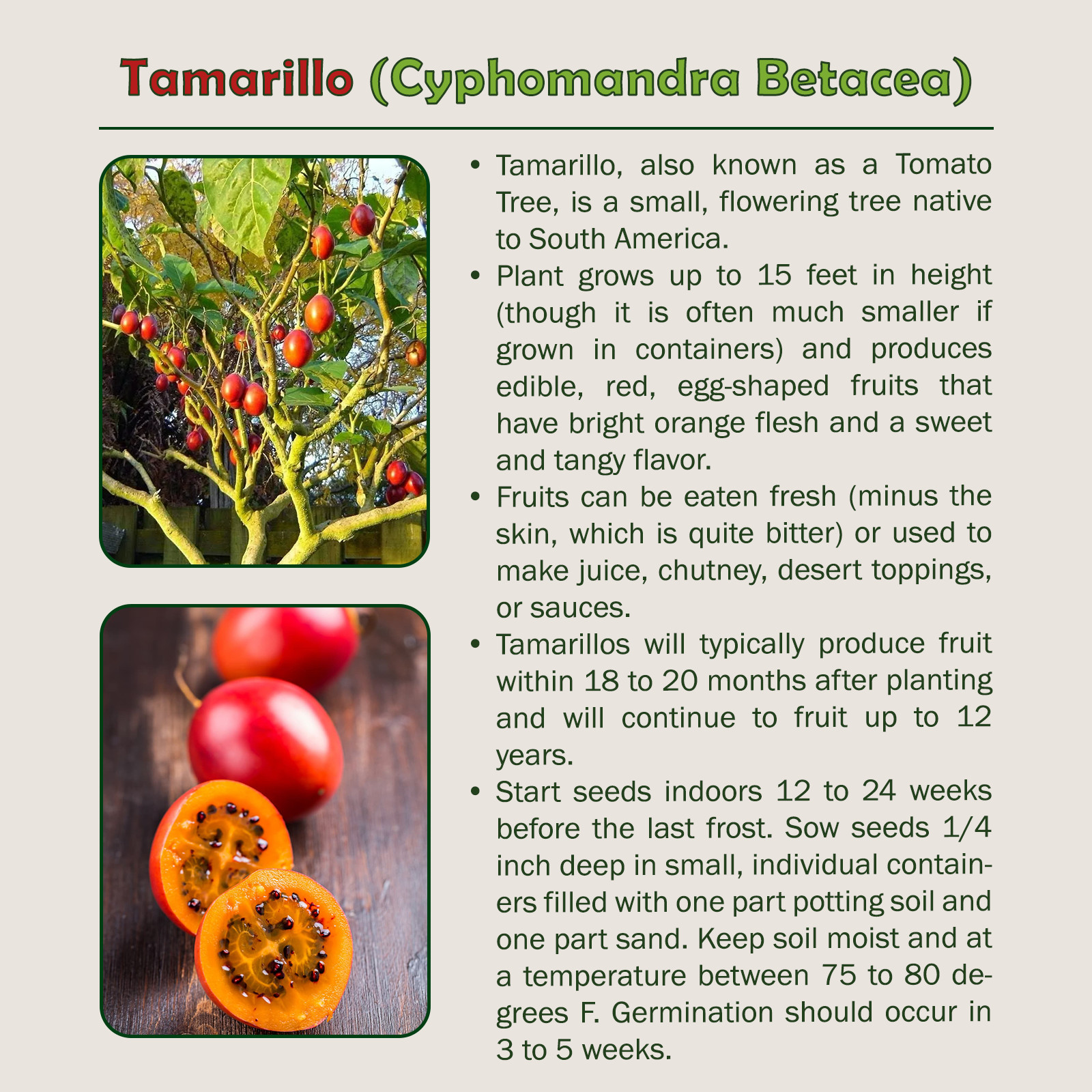 20 Tamarillo Tomato Tree Seeds, Cyphomandra Betacea, Organic, Genuine USA