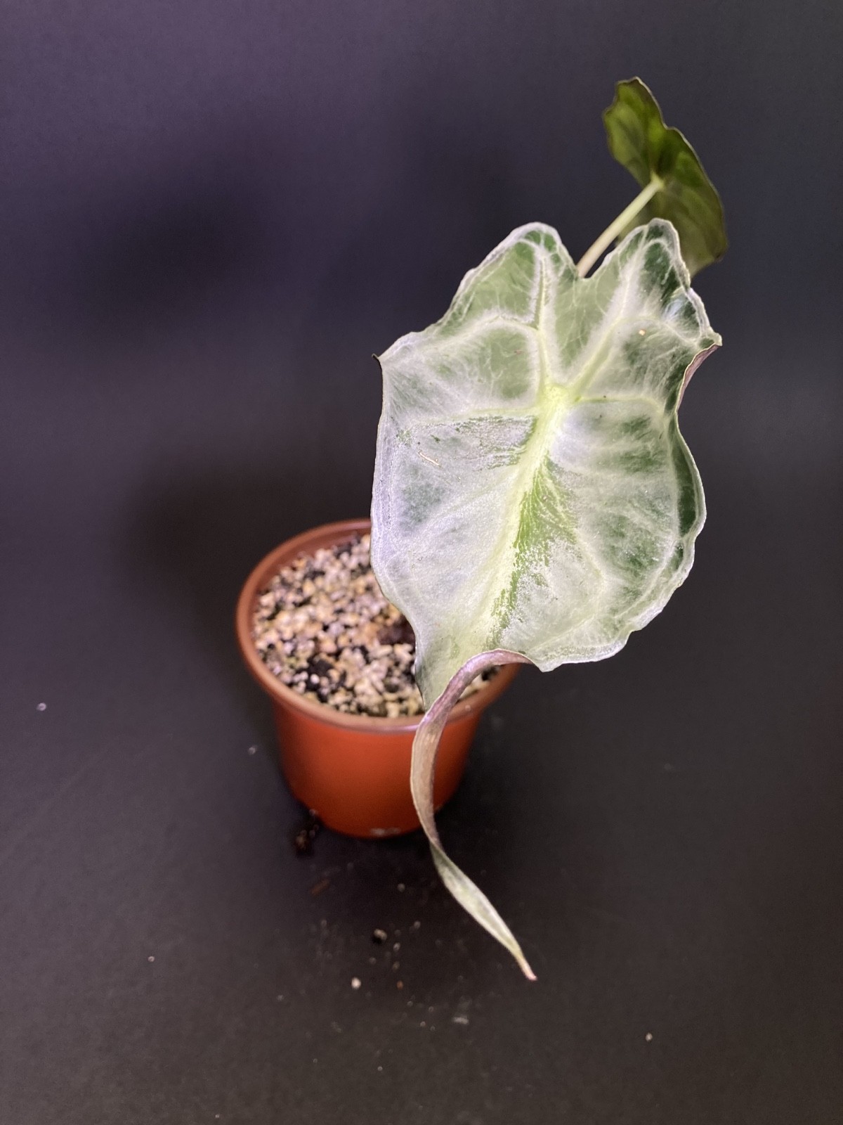 🌿 Alocasia Venom G1 | House of Soleb Green Label Release 🌿
