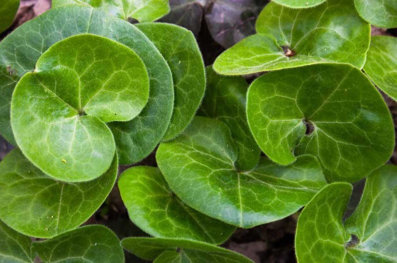 European Ginger – Asarum 50 Plants Perennial Bare Root Live Garden Plant