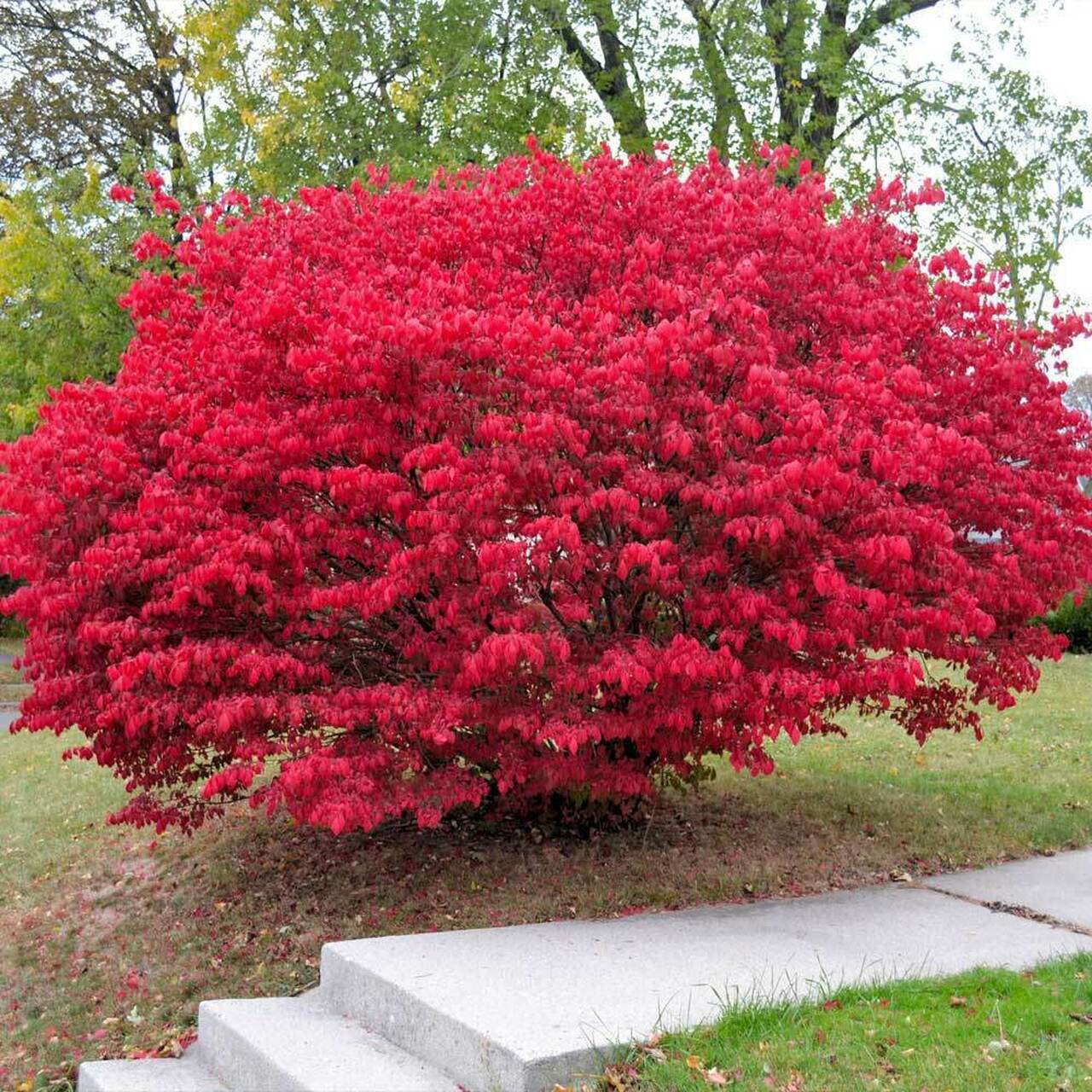 3 burning Bush Plants Bare Root 4+inches dormant no leaves