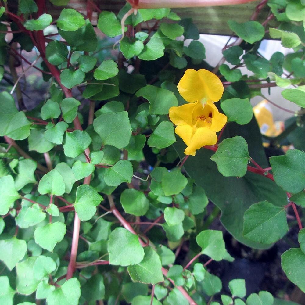 Dragon Impatiens Repens Pretty Vinings Golden Tropical House Live Plant 2.5″ Pot
