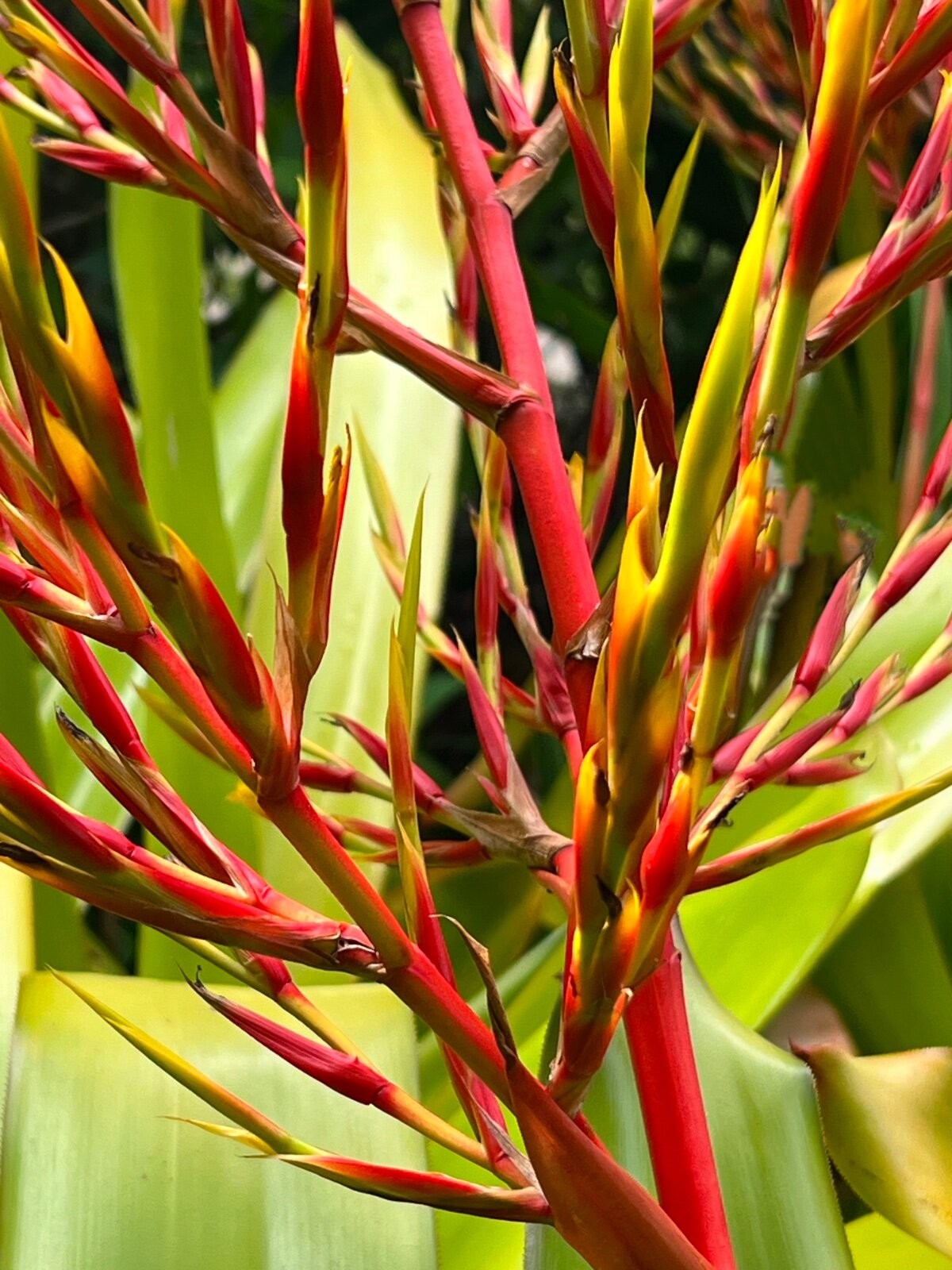 Aechmea Blanchetiana Fast Grower Spreads Pups Galore XL Red Orange Yellow Green